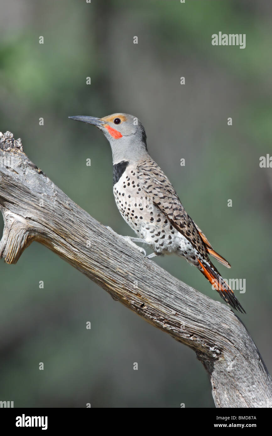 Northern Flicker  Adult Male Stock Photo