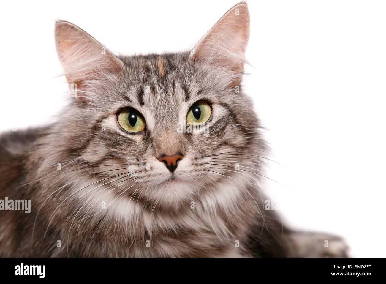 Long Haired Silver Tabby Cat Stock Photos Long Haired Silver