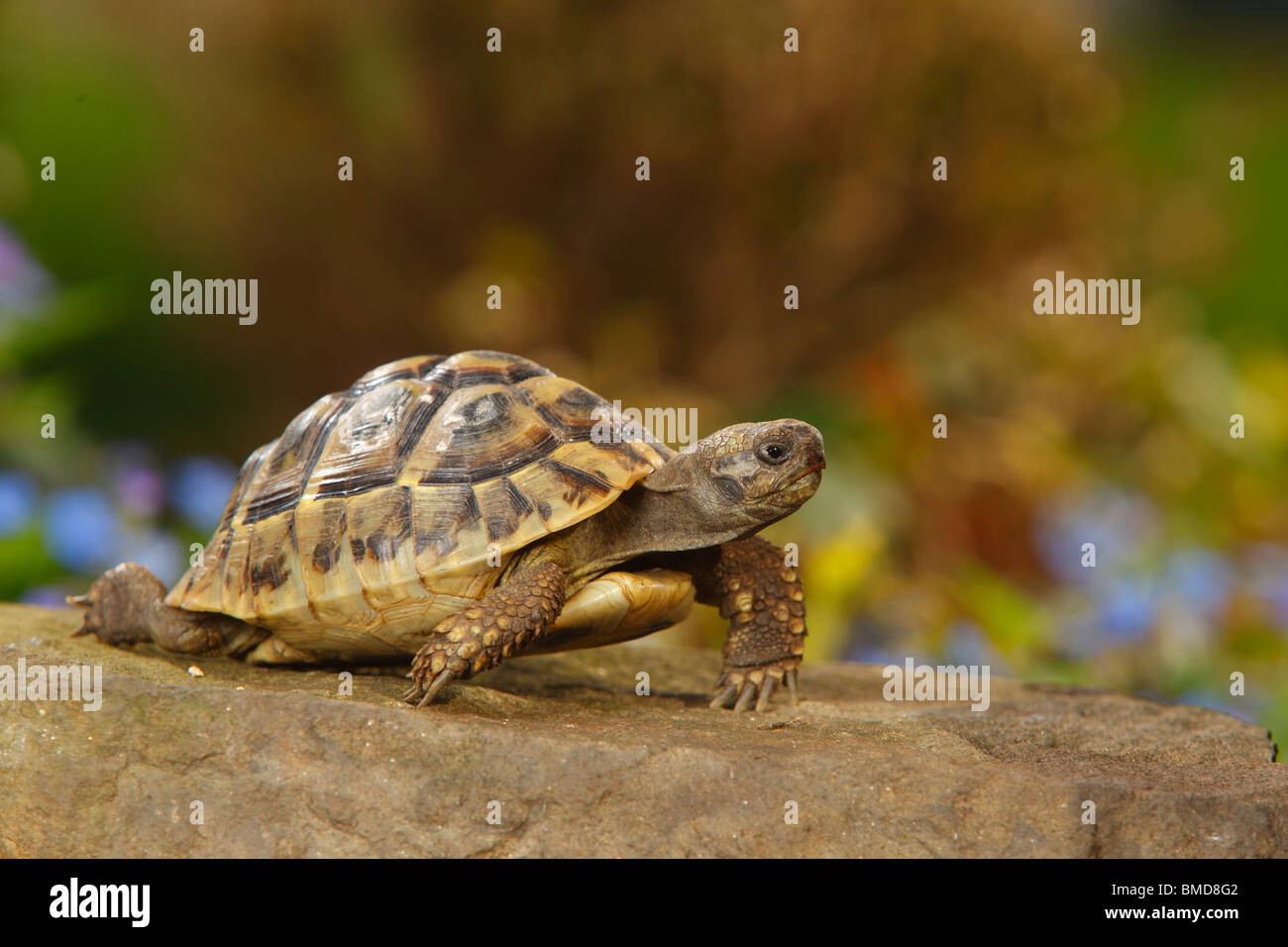Greek Tortoise / (Testudo hermanni boettgeri) Stock Photo