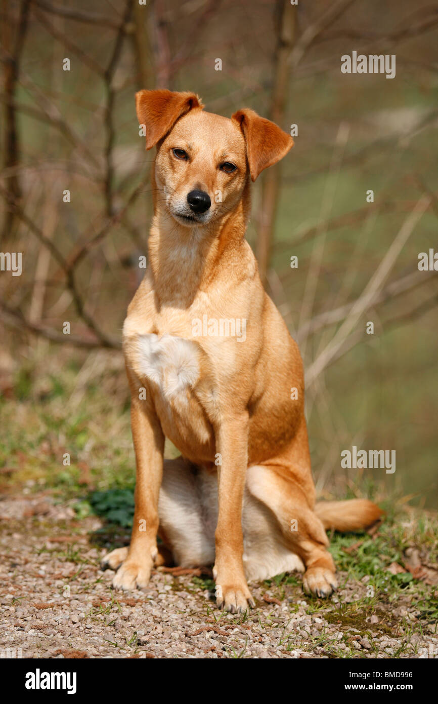 sitzender Hund / sitting Stock Photo - Alamy