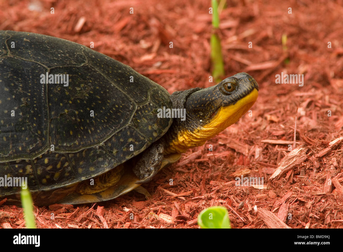 Blanding's turtle hi-res stock photography and images - Alamy