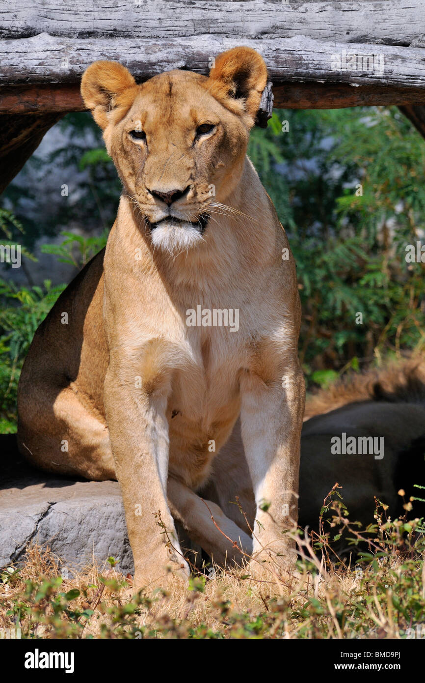 The lion (Panthera leo) is one of the four big cats in the genus Panthera, and a member of the family Felidae. Stock Photo