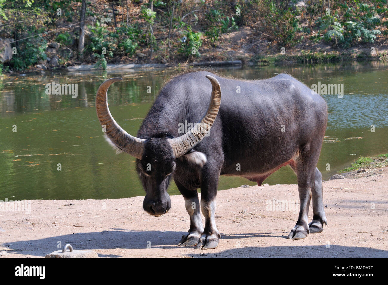 The water buffalo or domestic Asian water buffalo (Bubalus bubalis) is a  large bovine animal, frequently used as livestock Stock Photo - Alamy