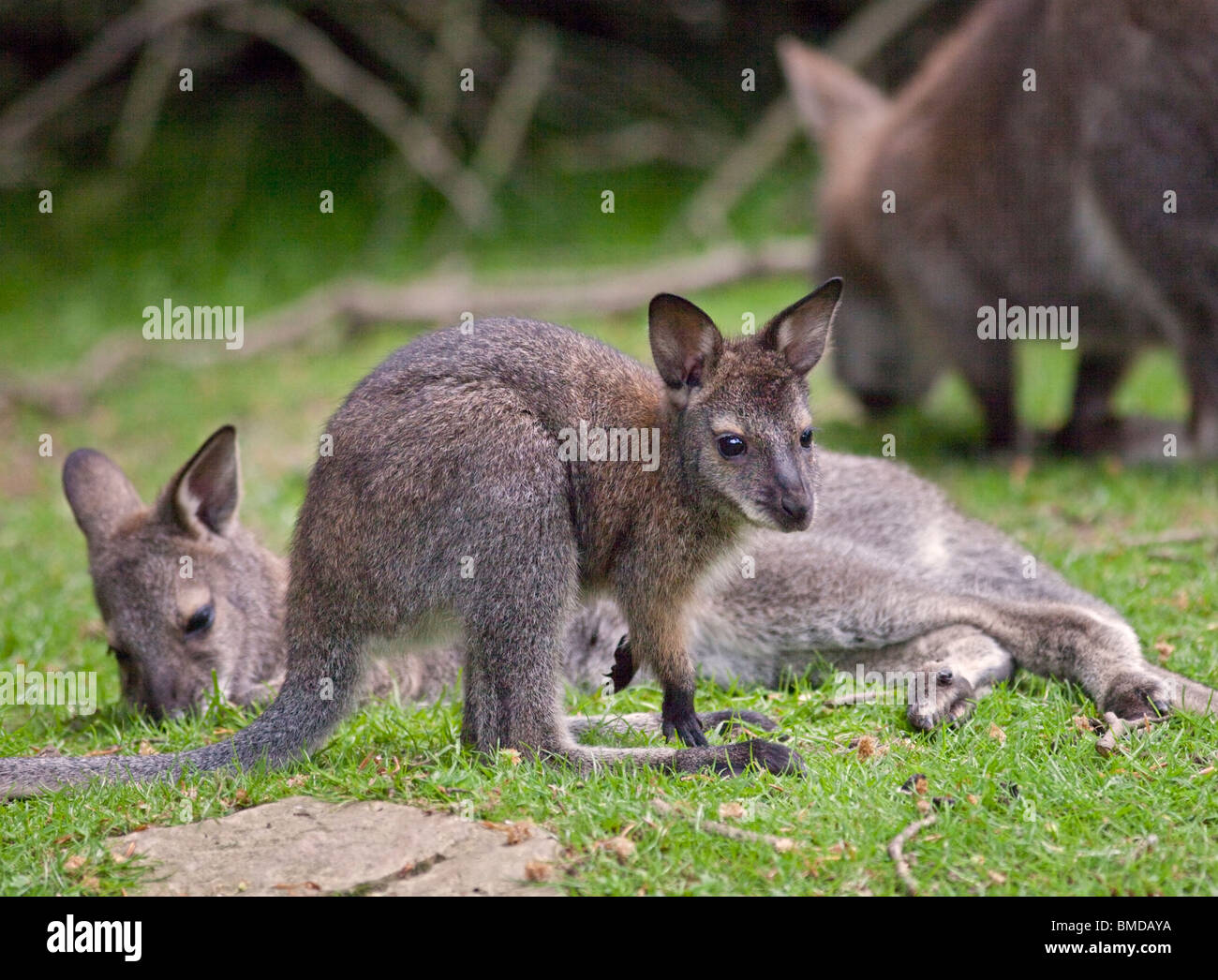 Wallaby Joey and Family Stock Photo