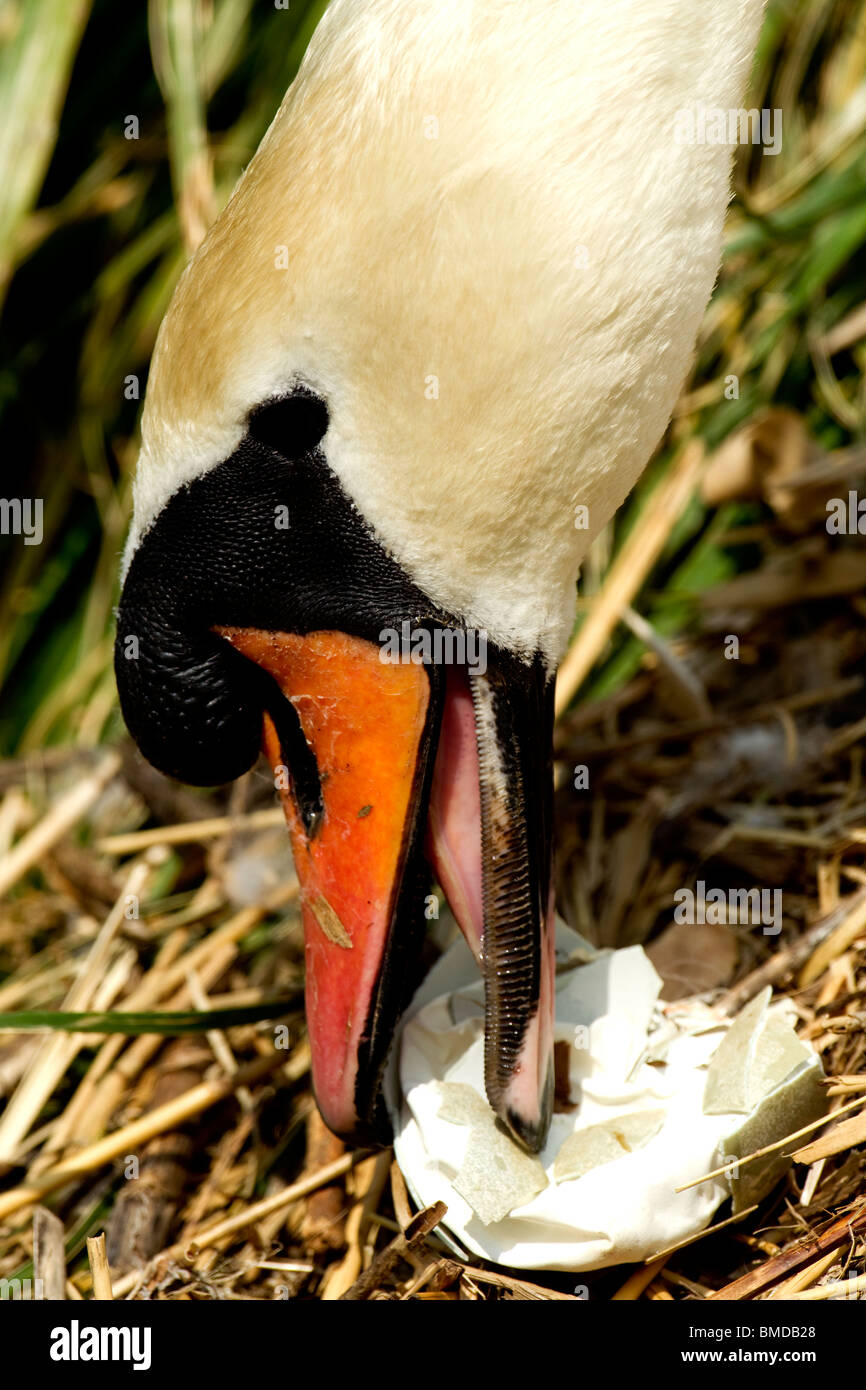 Mute swan removing an old egg shell from its nest. Stock Photo