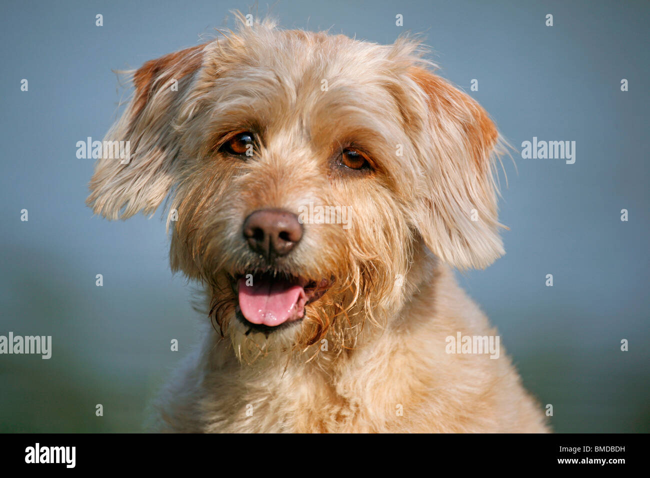 Mischling Hund / crossbreed dog Stock Photo, Royalty Free Image ...