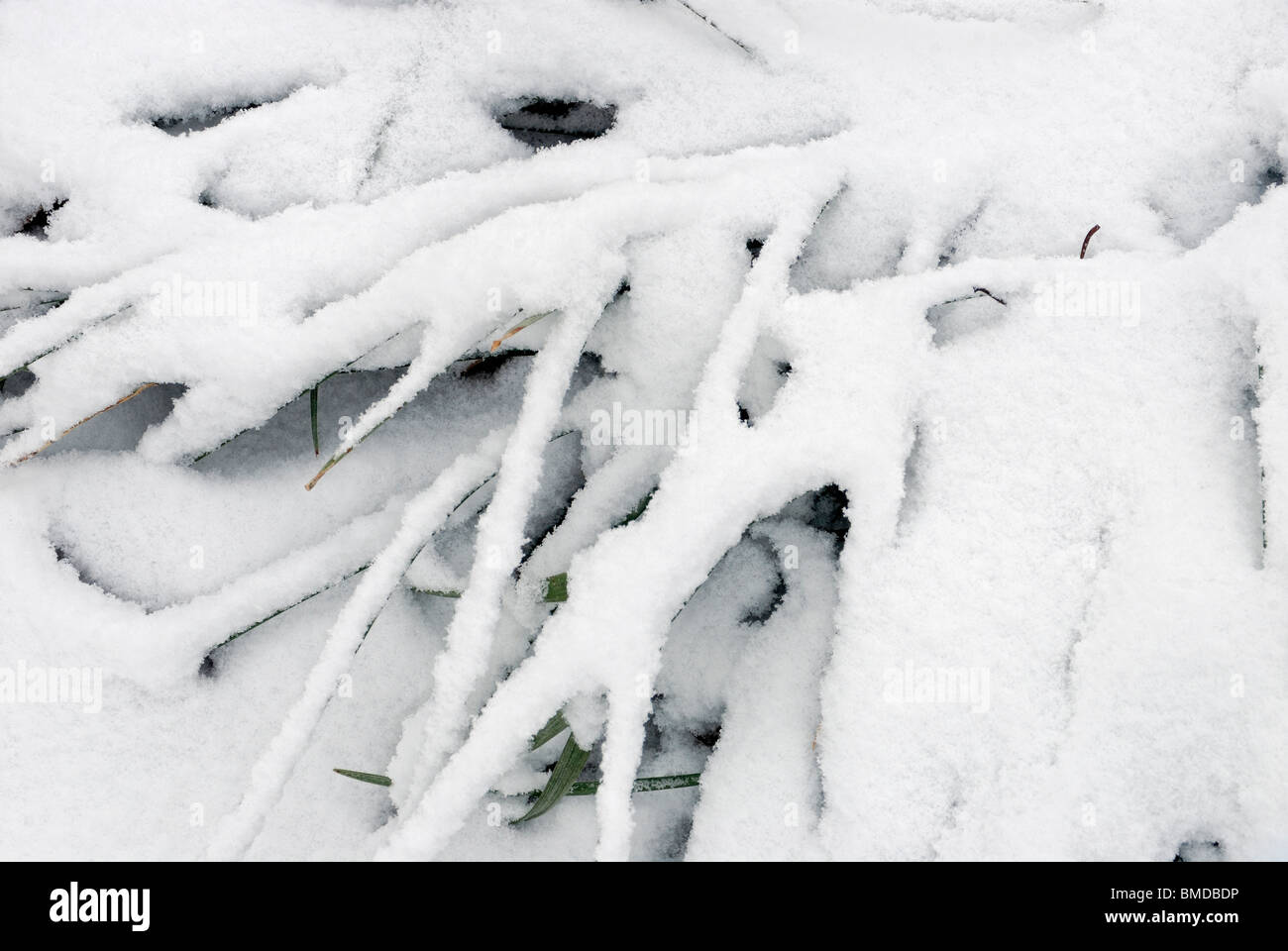 Monkey grass covered with fresh snow, Georgia, USA Stock Photo