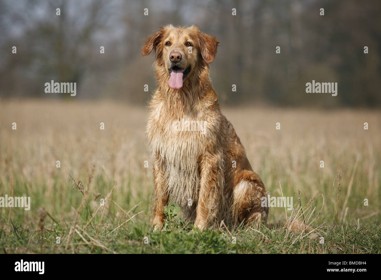 blonder Hovawart Stock Photo