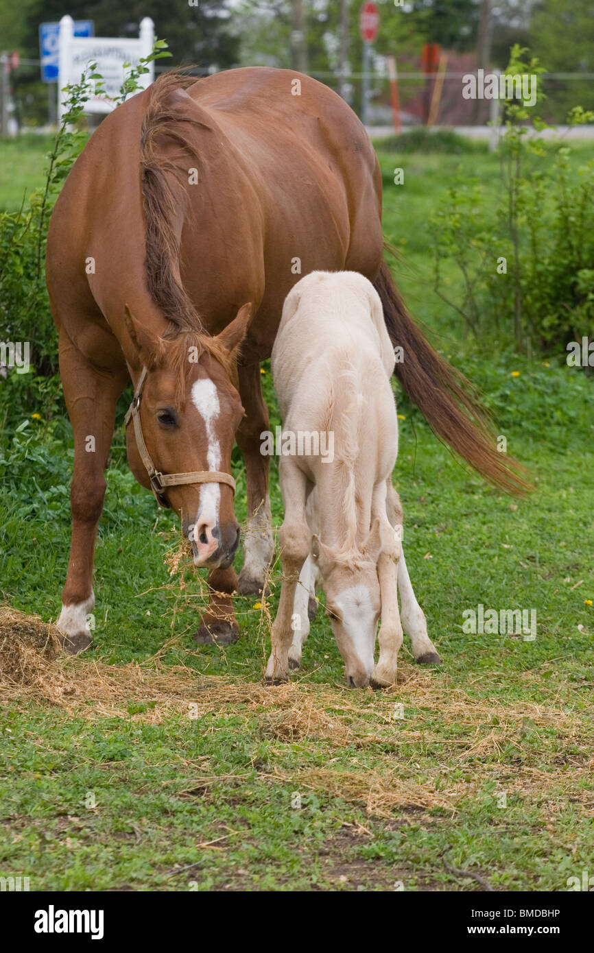 palomino foal eating hay in a field with mother Stock Photo Alamy