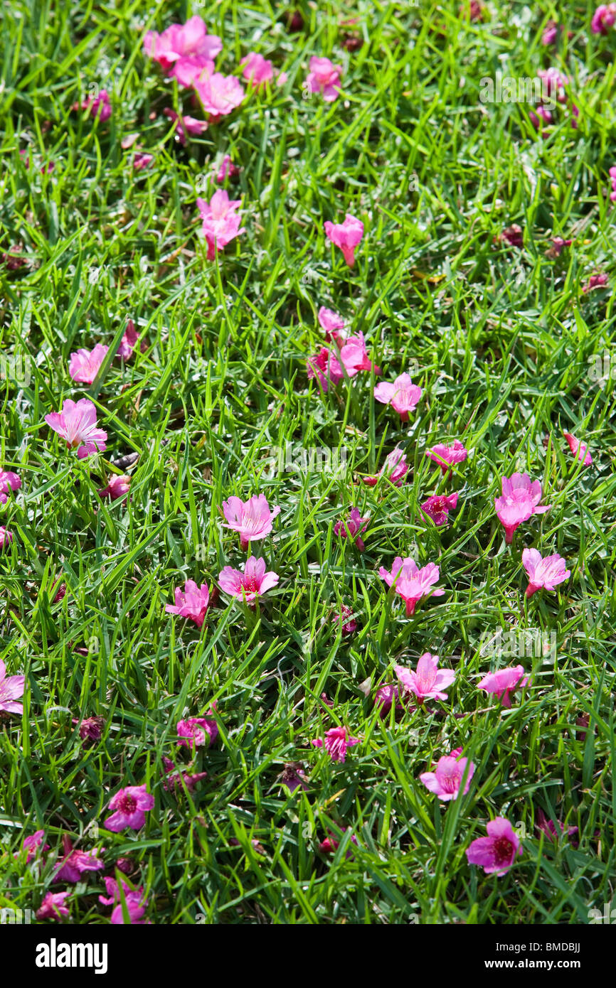 Cherry blossoms on ground at Kamuela Cherry Festival in Hawaii Stock