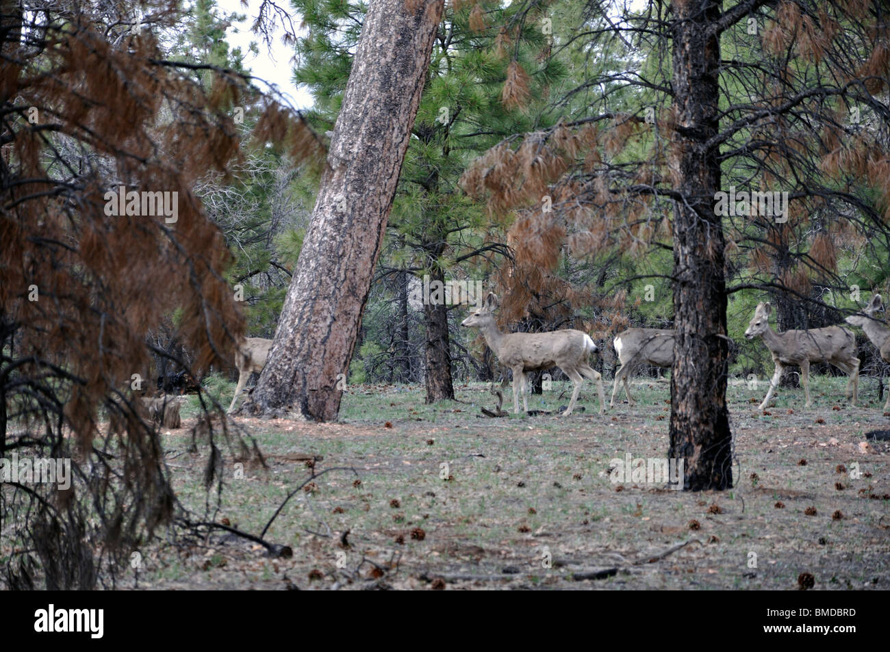 Mule deer, Grand Canyon National Park, Arizona, USA Stock Photo