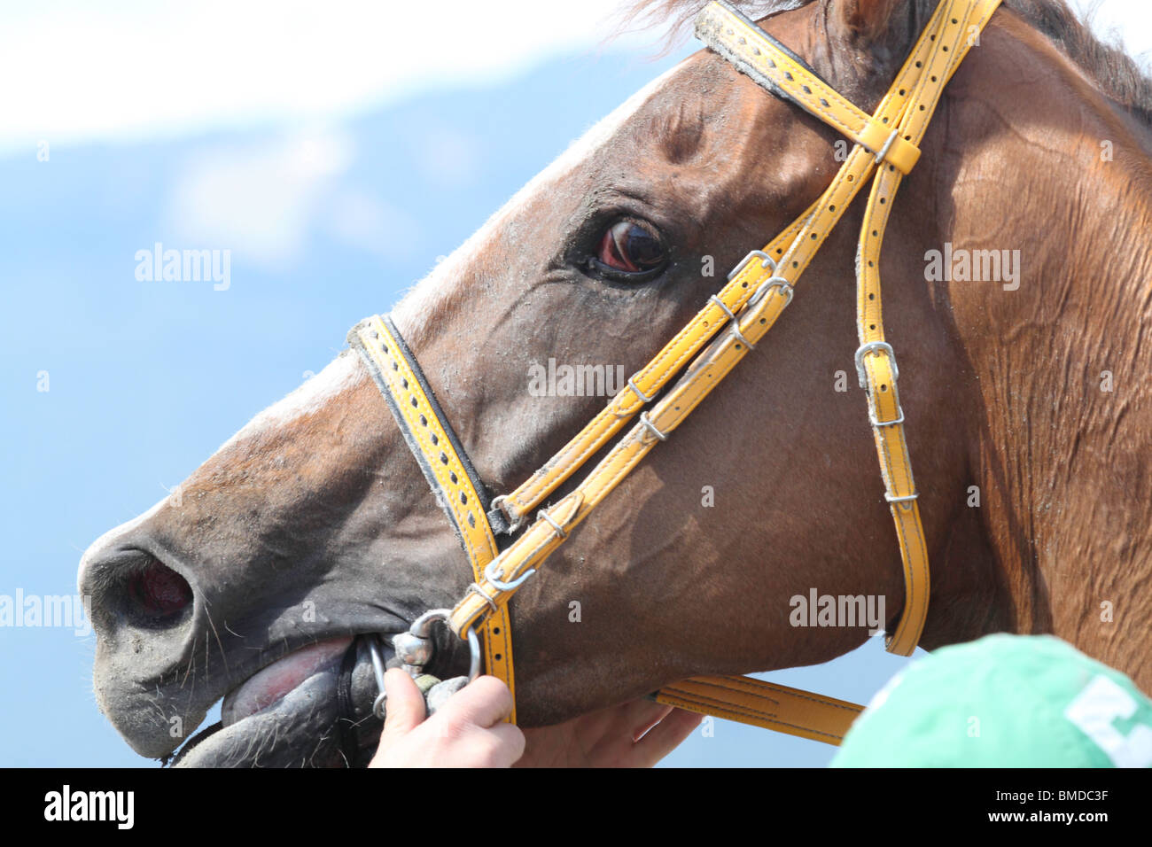 Race horse with blood-shot eyes being held as the saddle is taken off before being led back to the barn after running a race. Stock Photo