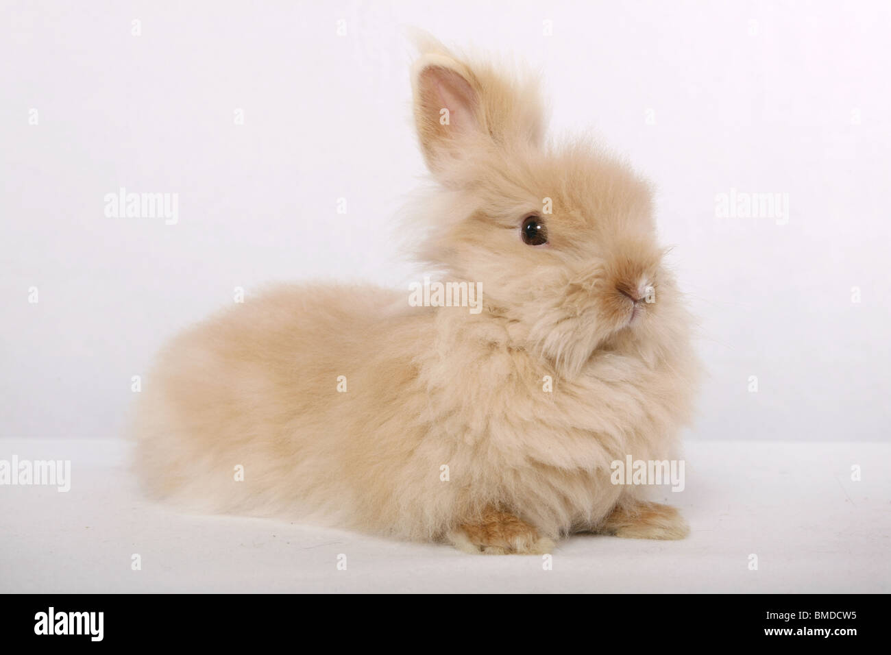 Teddydwerg Rabbit Teddyzwerg / pygmy bunny Stock Photo - Alamy