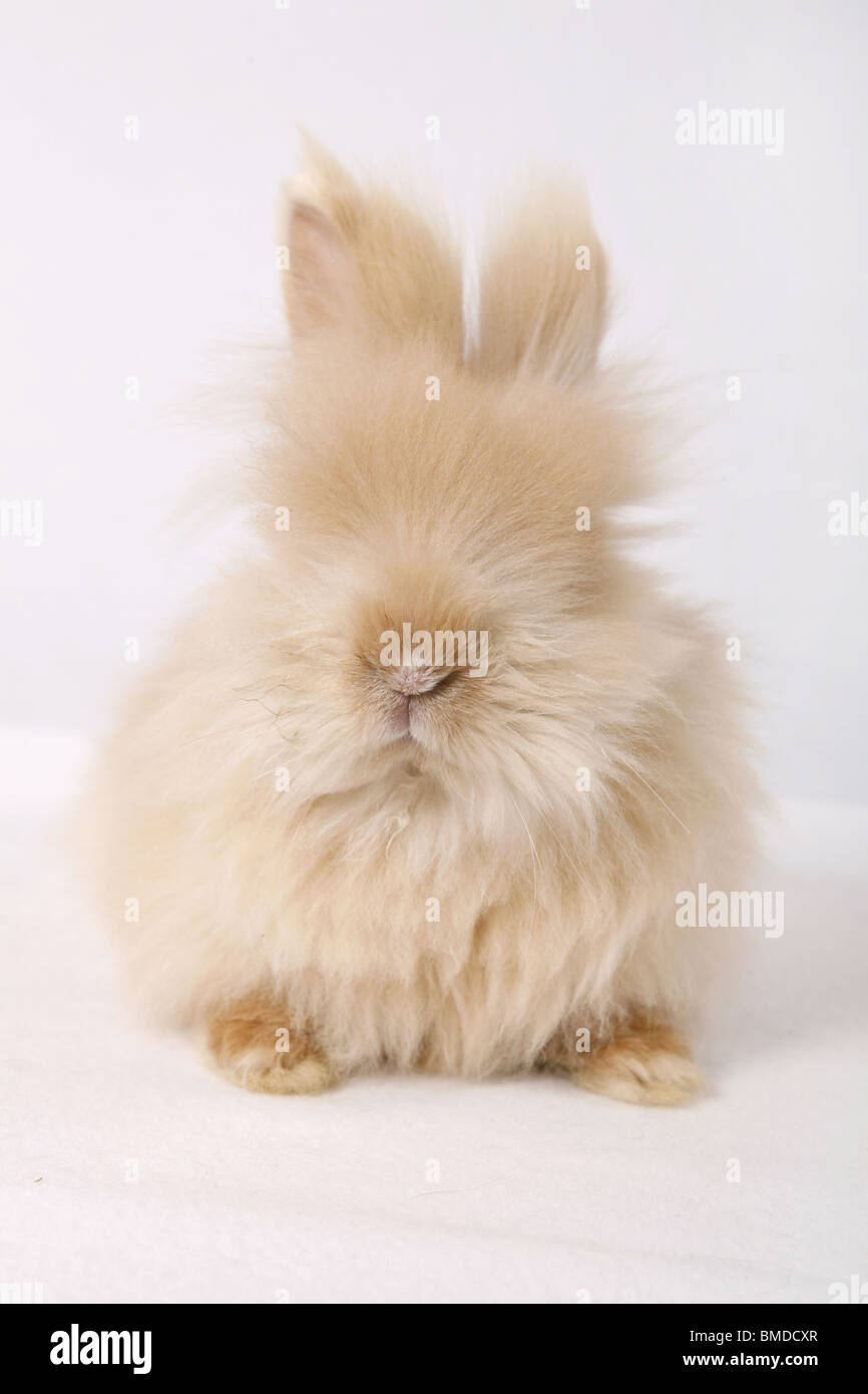 Teddyzwerg / pygmy bunny Stock Photo - Alamy