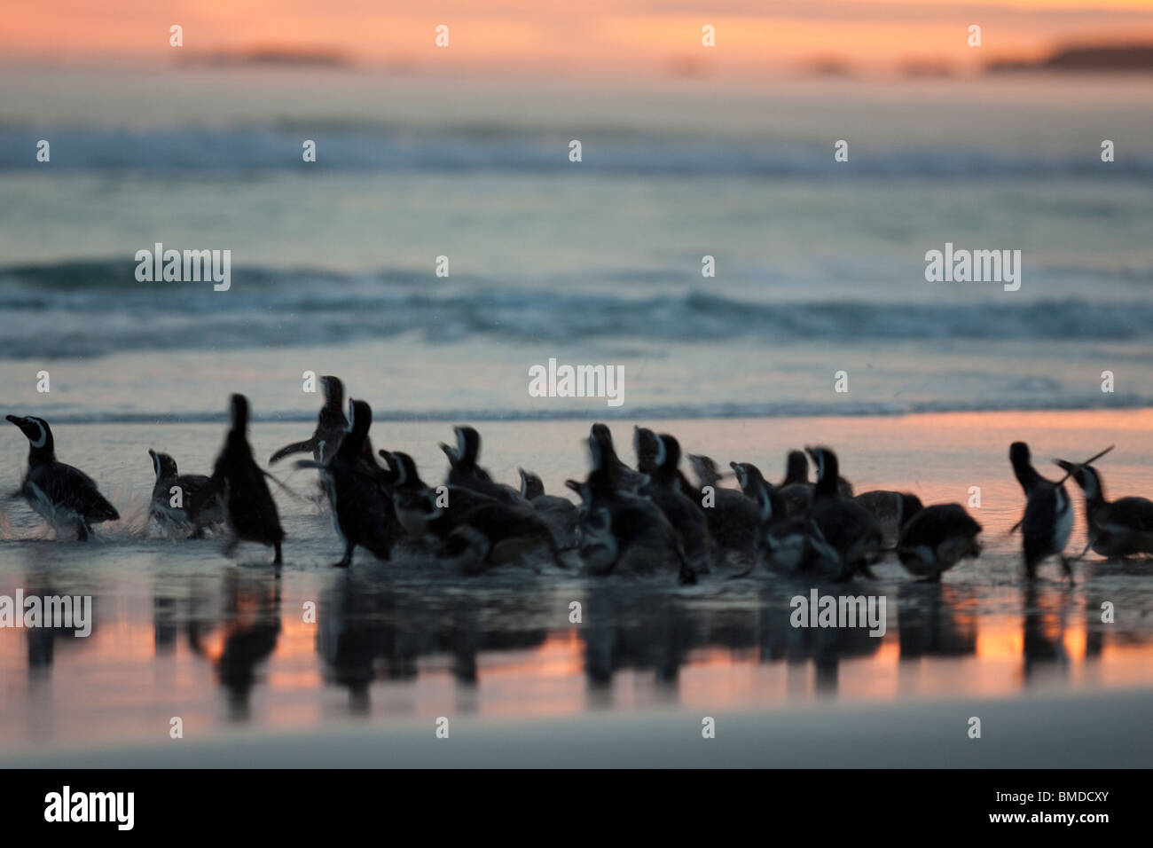 Magellan-Pinguin, Magellanic Penguin, Spheniscus magellanicus, Volunteer Point, Falkland Islands, group in sunset at beach Stock Photo