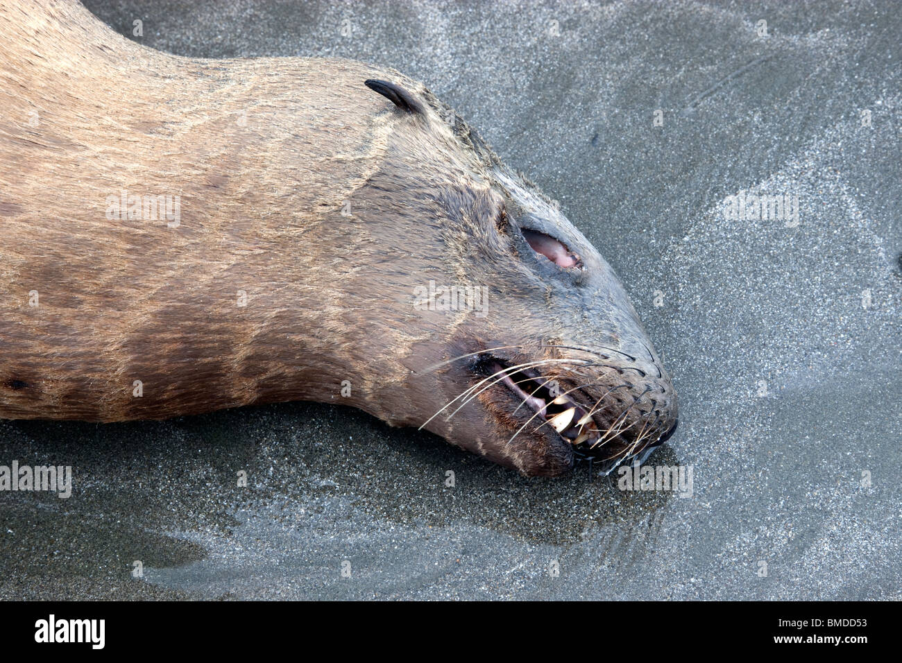 Portrait, immature Sea Lion 'yearling' deceased, beach. Stock Photo