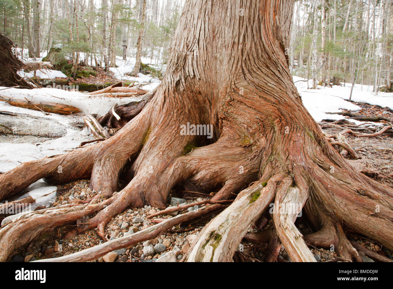 Northern White Cedar tree Stock Photo