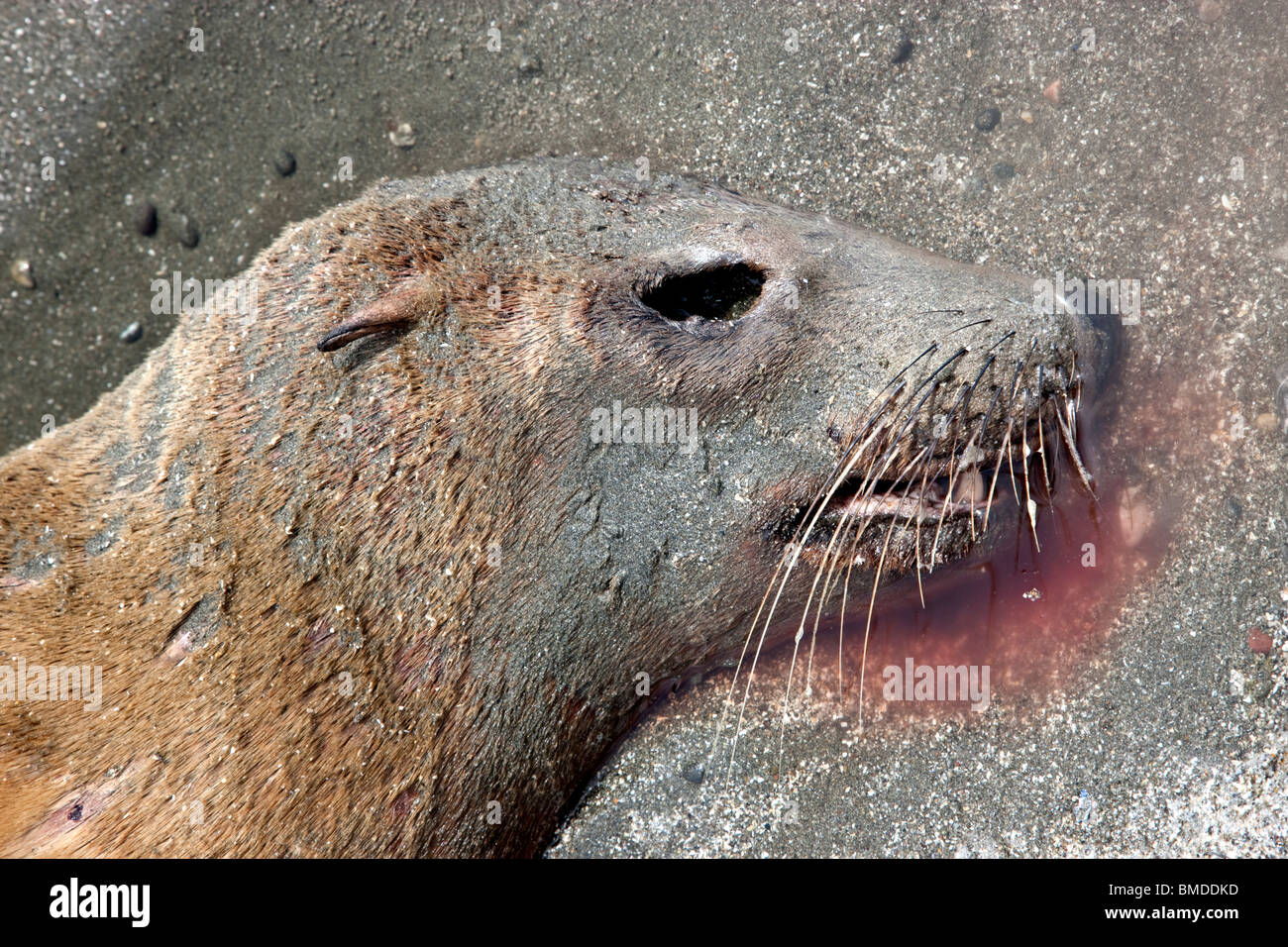 Portrait, immature Sea Lion 'yearling' deceased, beach. Stock Photo