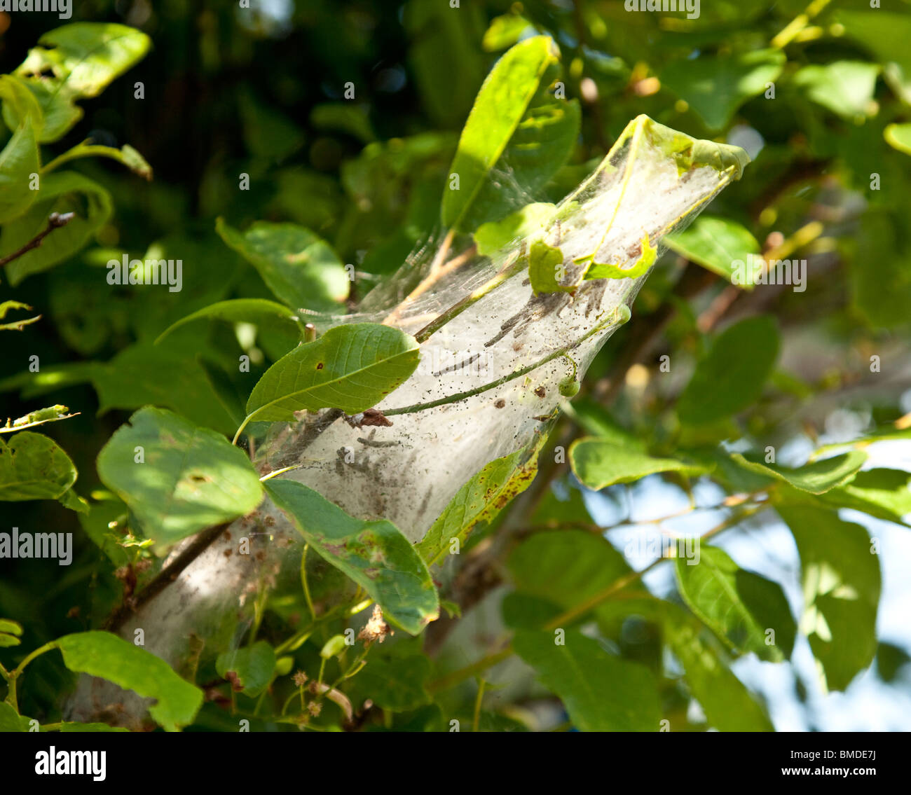 Ermine moth caterpillars hi-res stock photography and images - Alamy