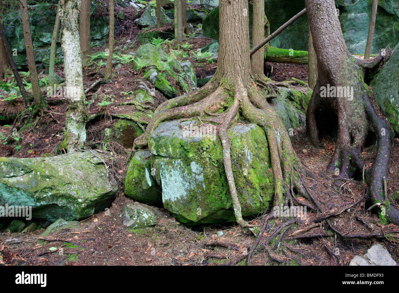 Tree Roots over rock Stock Photo Alamy