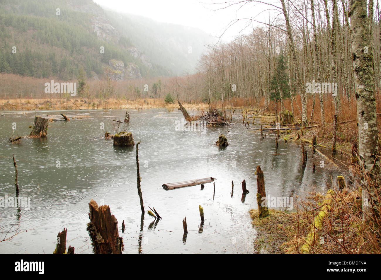 beaver lodge in beaver pond swamp with stumps and cliff showing Stock Photo