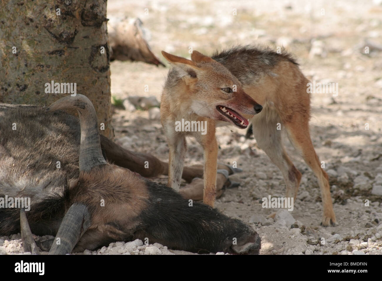 The Jackal's Feast Stock Photo