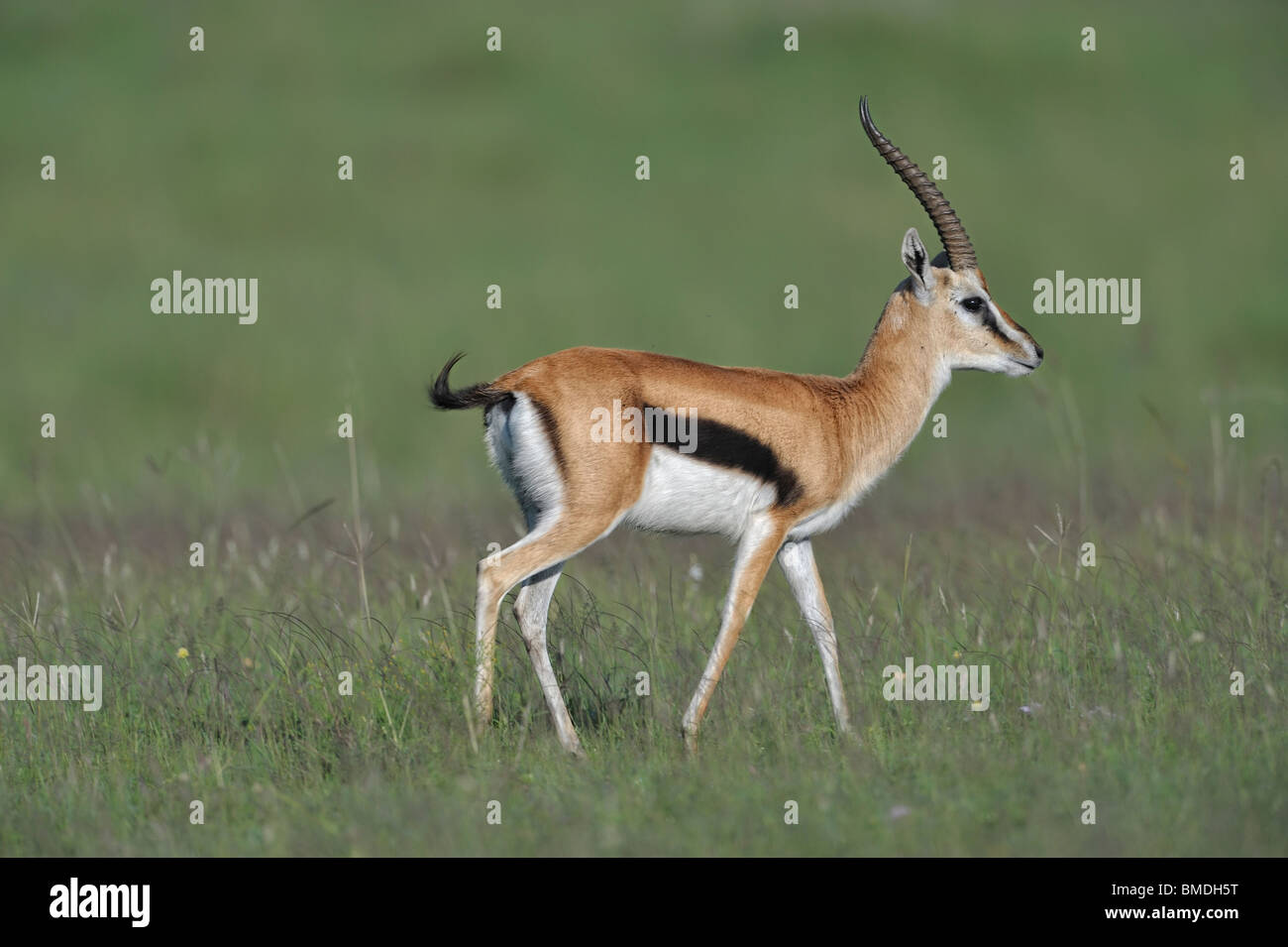 Thomson's Gazelle, Eudorcas thomsonii, Masai Mara National Reserve ...