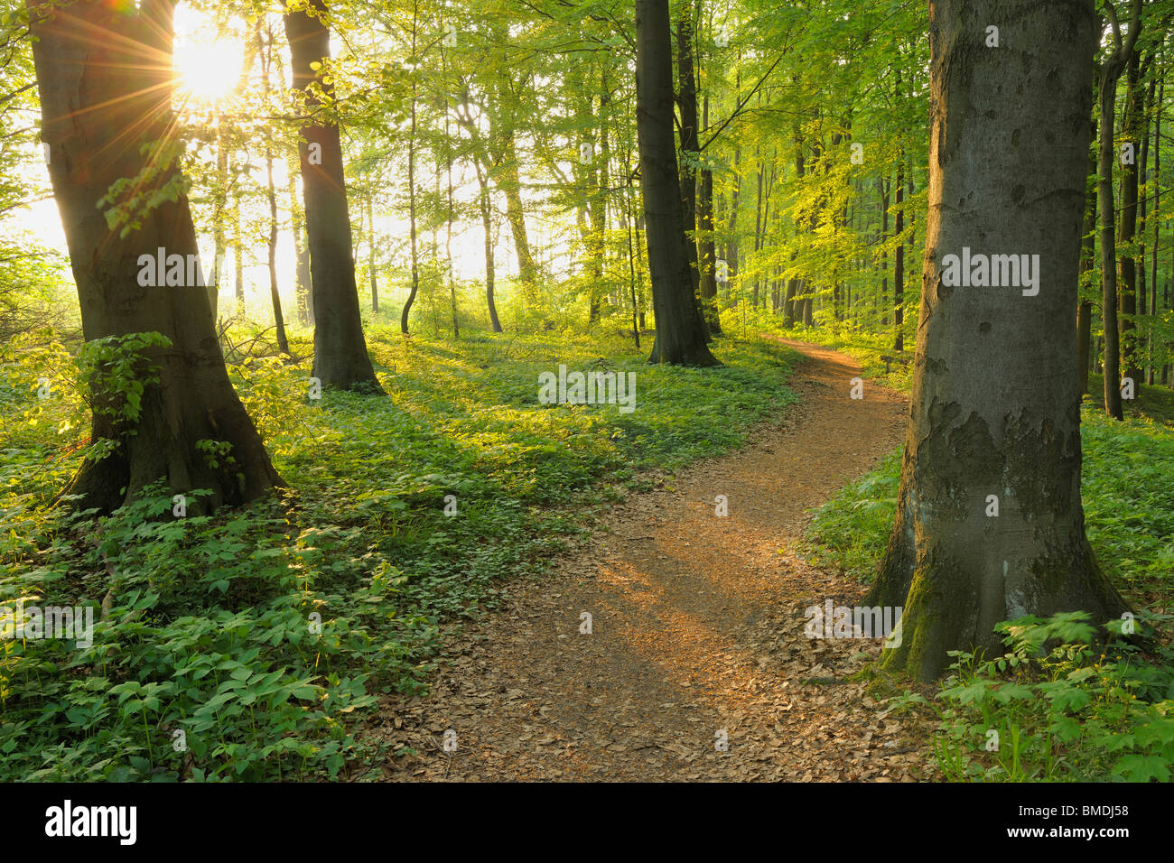 Path Through Beech Forest in Spring, Hainich National Park, Thuringia, Germany Stock Photo