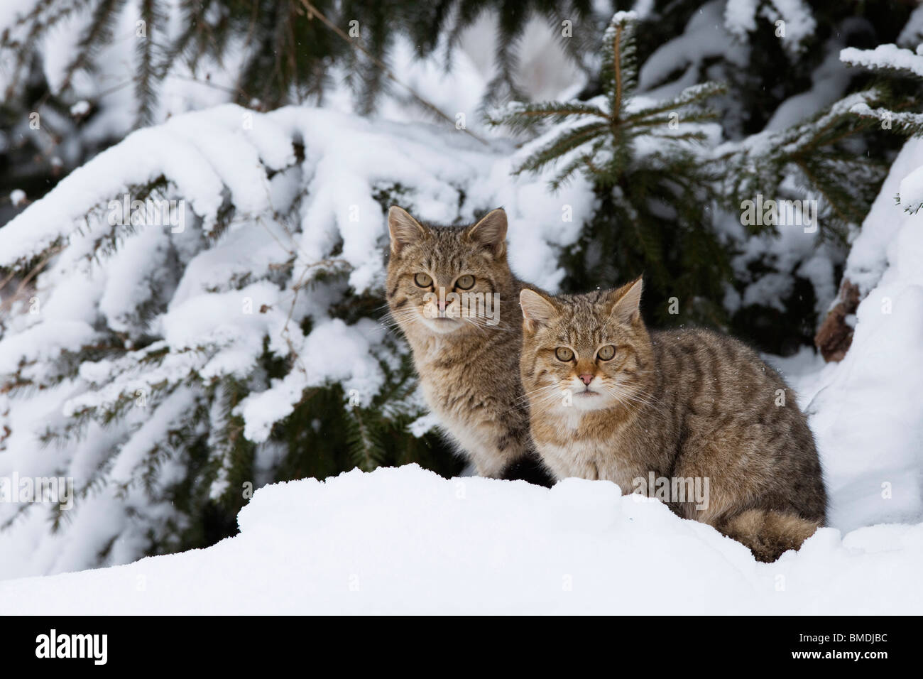 Portrait of European Wildcats Stock Photo Alamy