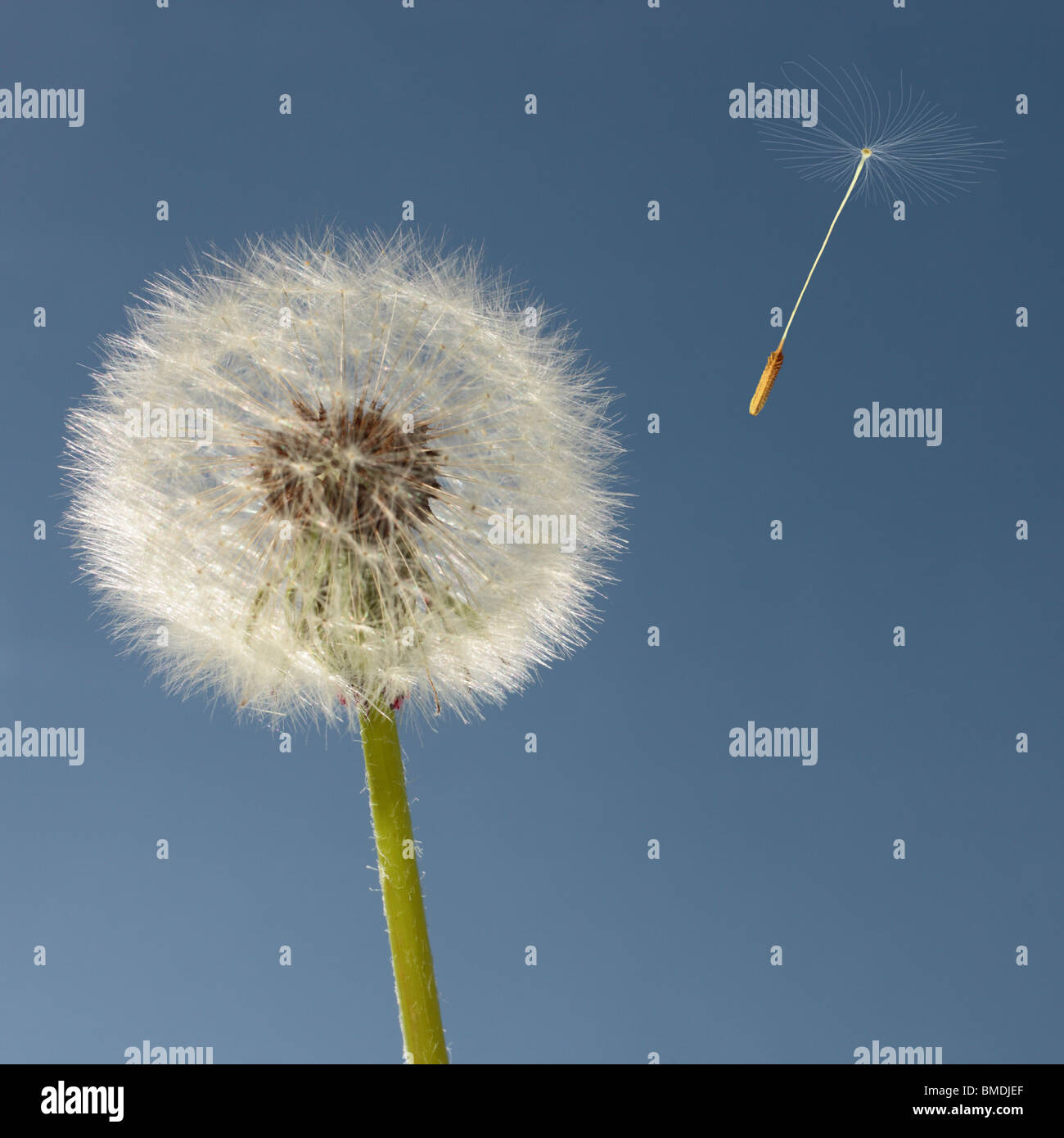 Dandelion head close up with digitally added seeds set against a cloudless blue sky. Stock Photo