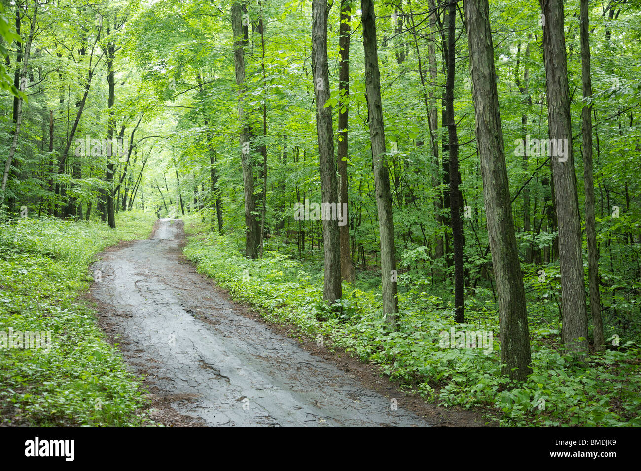 Dirt Road Through Woods High Resolution Stock Photography and Images