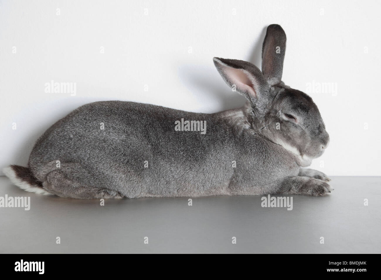 Rabbit Sleeping in Studio Stock Photo - Alamy