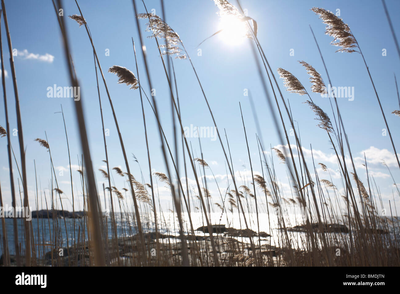 Long Grass on Coast, Rhode Island, USA Stock Photo