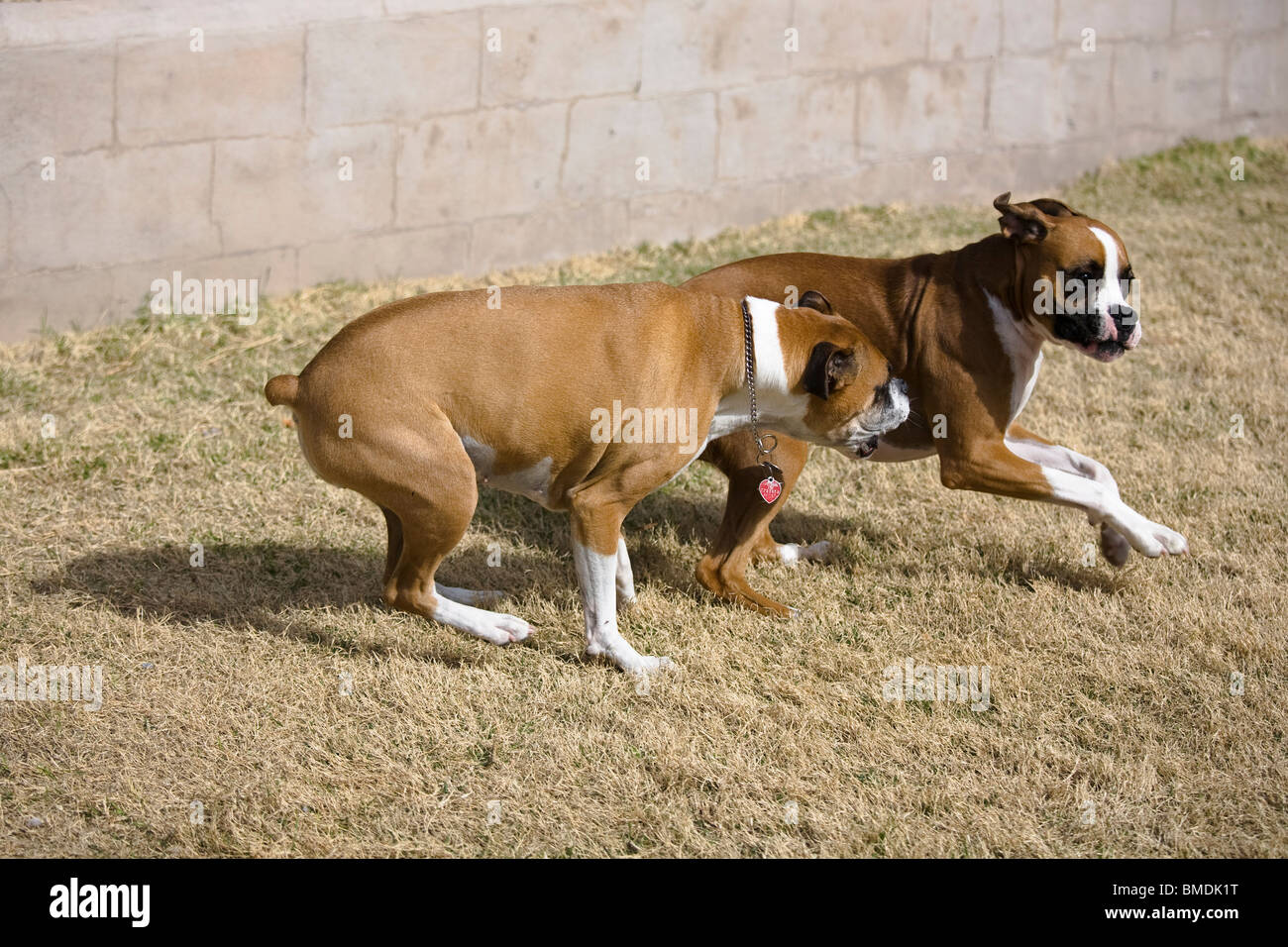 Male and female boxer dogs playing Stock Photo Alamy