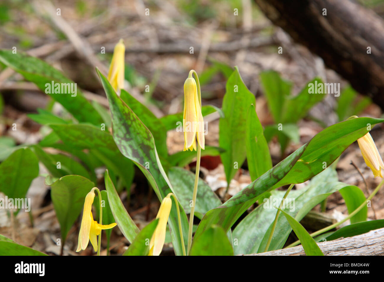 Trout Lily Erythronium americanum during the spring months at Rumney Rocks in Rumney, New