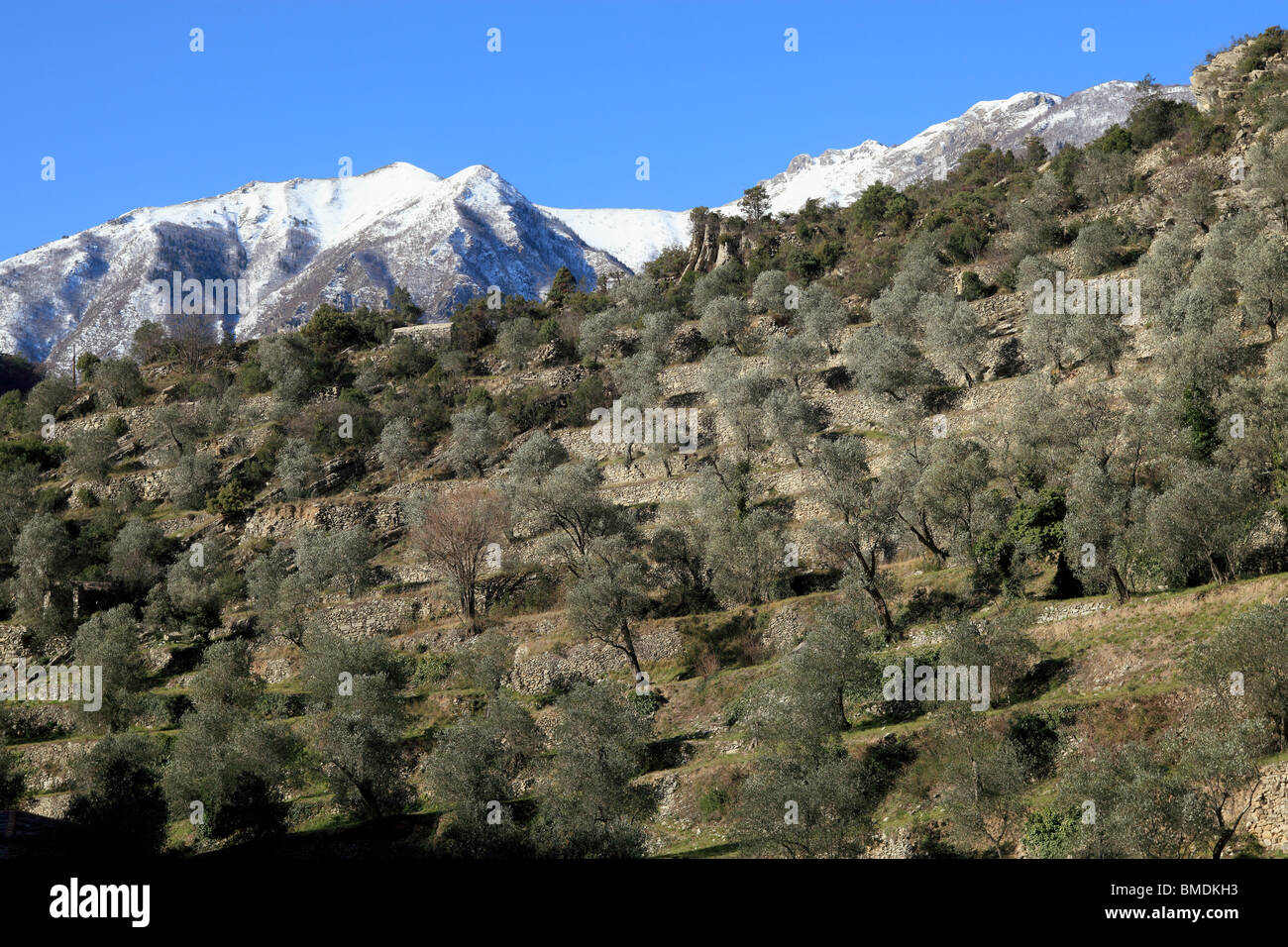 Olive tree field in the countryside of the Alpes-Maritimes into the Mercantour national park Stock Photo