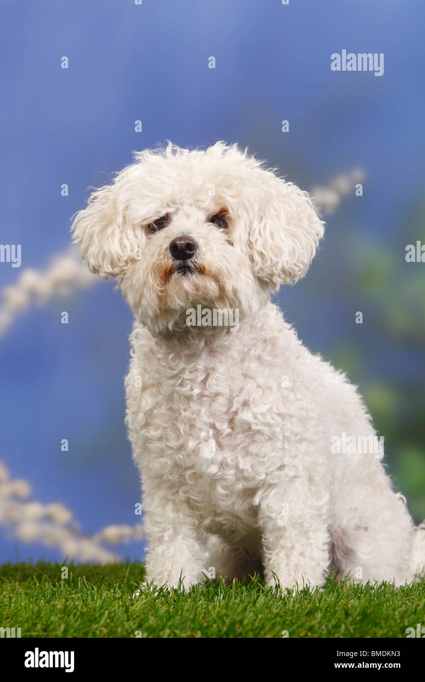 Bolognese Dog Stock Photo