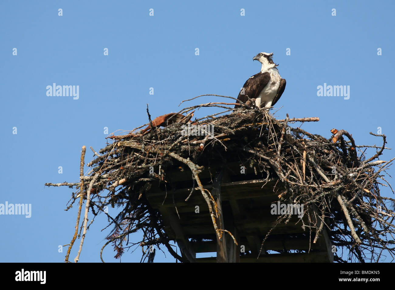Osprey at nest hi-res stock photography and images - Alamy