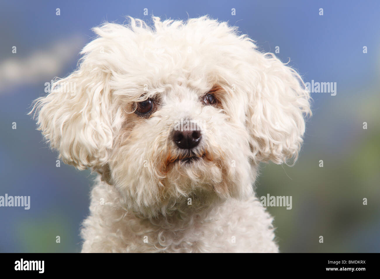 Bolognese Dog Stock Photo