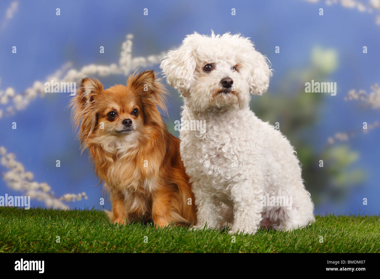 Bolognese dog and chihuahua hires stock photography and images Alamy