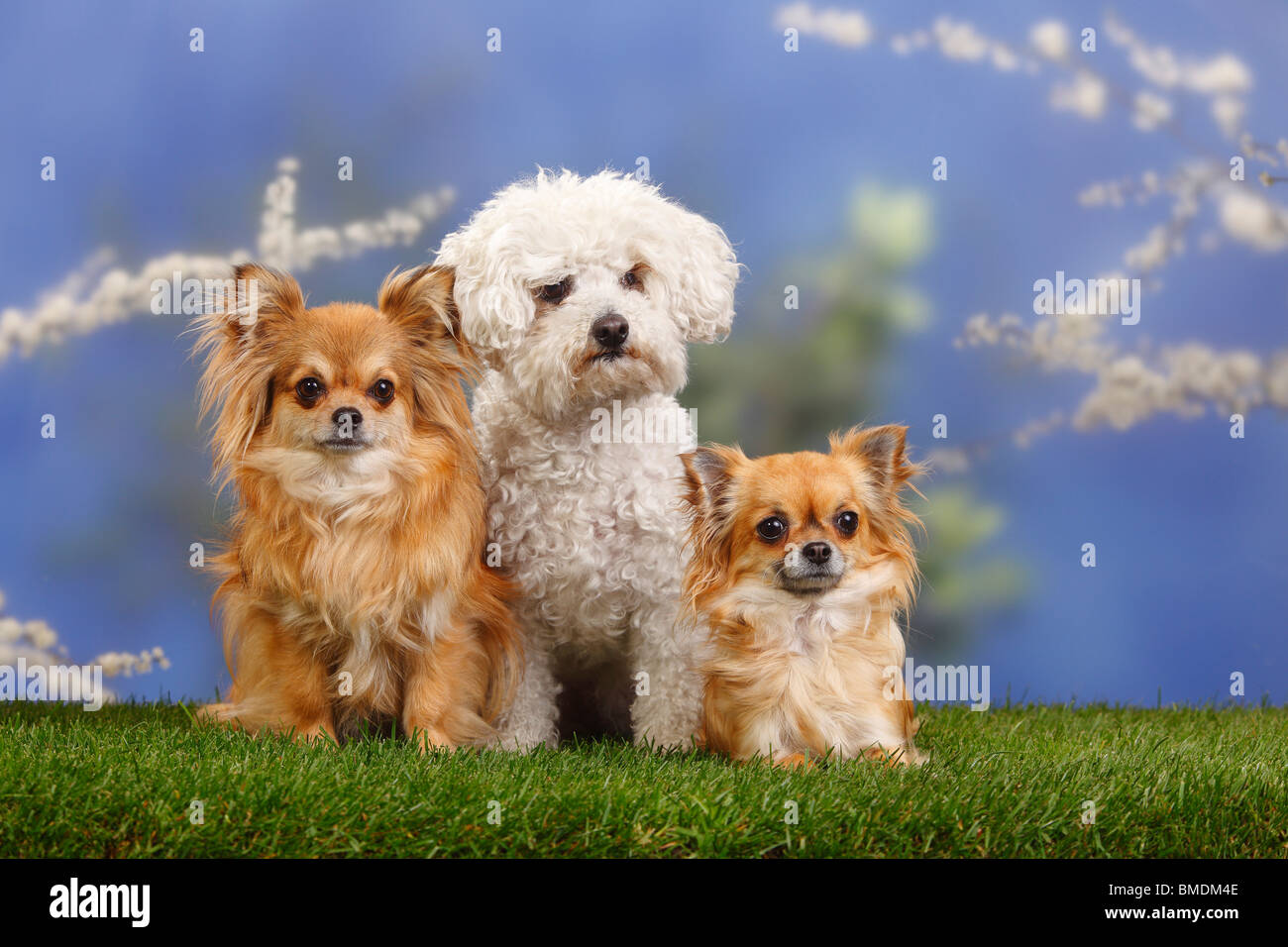 Bolognese Dog and Chihuahuas, longhaired Stock Photo Alamy