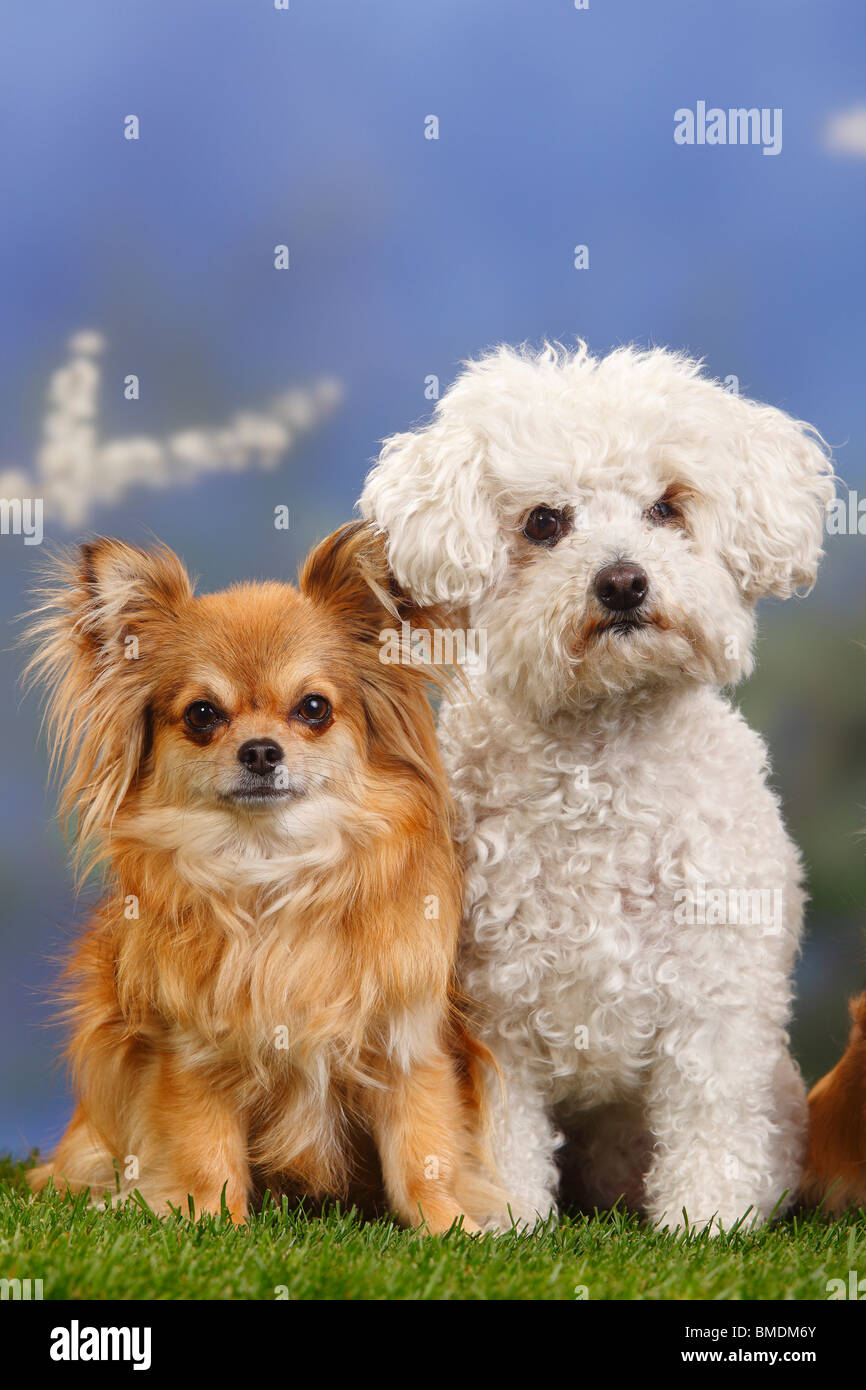 Bolognese Dog and Chihuahua, longhaired Stock Photo Alamy