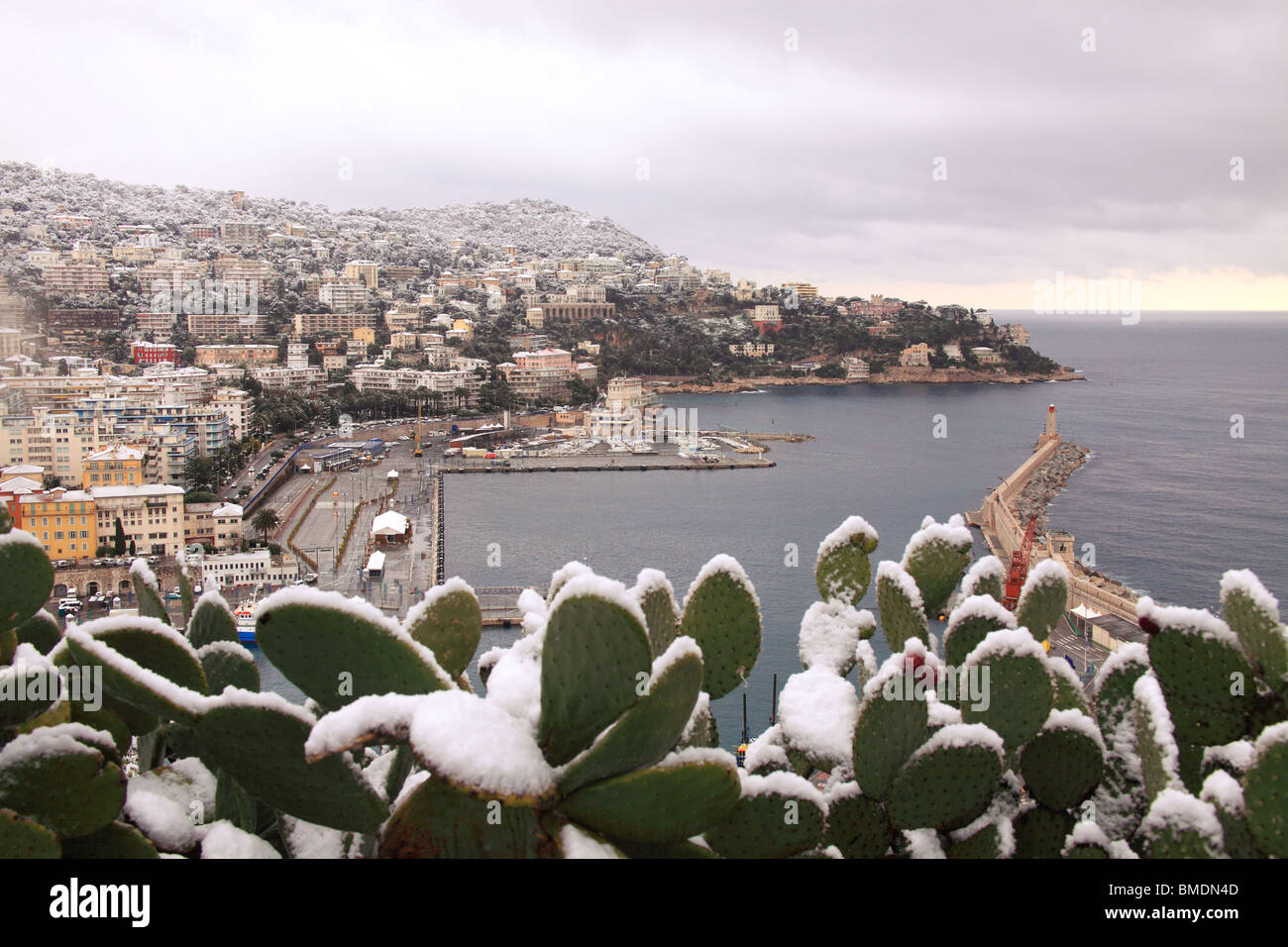 Snowed cactus in winter time in Nice city. Snow in French Riviera is rare and  happen approximately every 10 years. Stock Photo