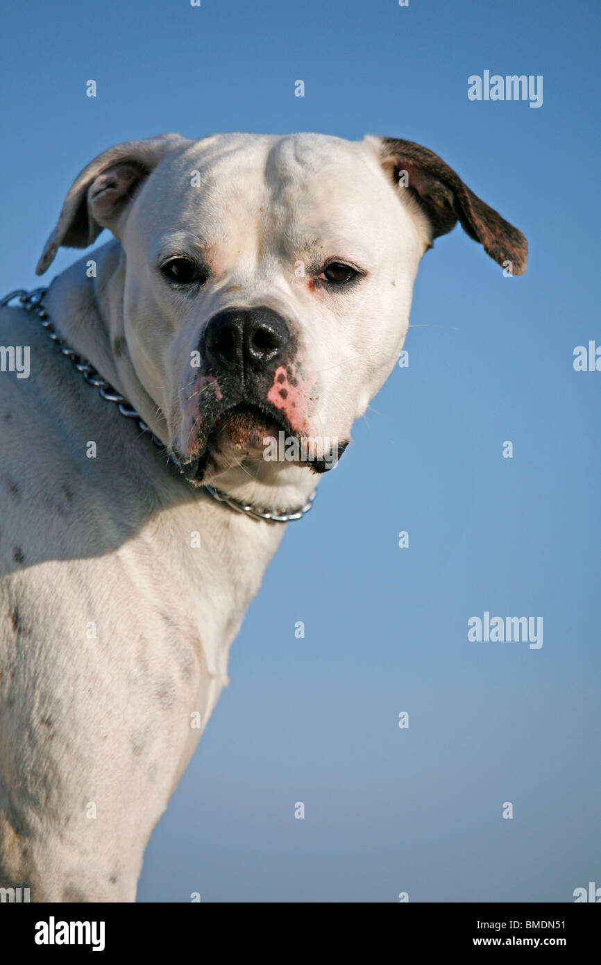 American Bulldog Portrait Stock Photo