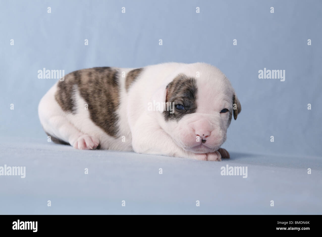 American Bulldog Baby Stock Photo Alamy