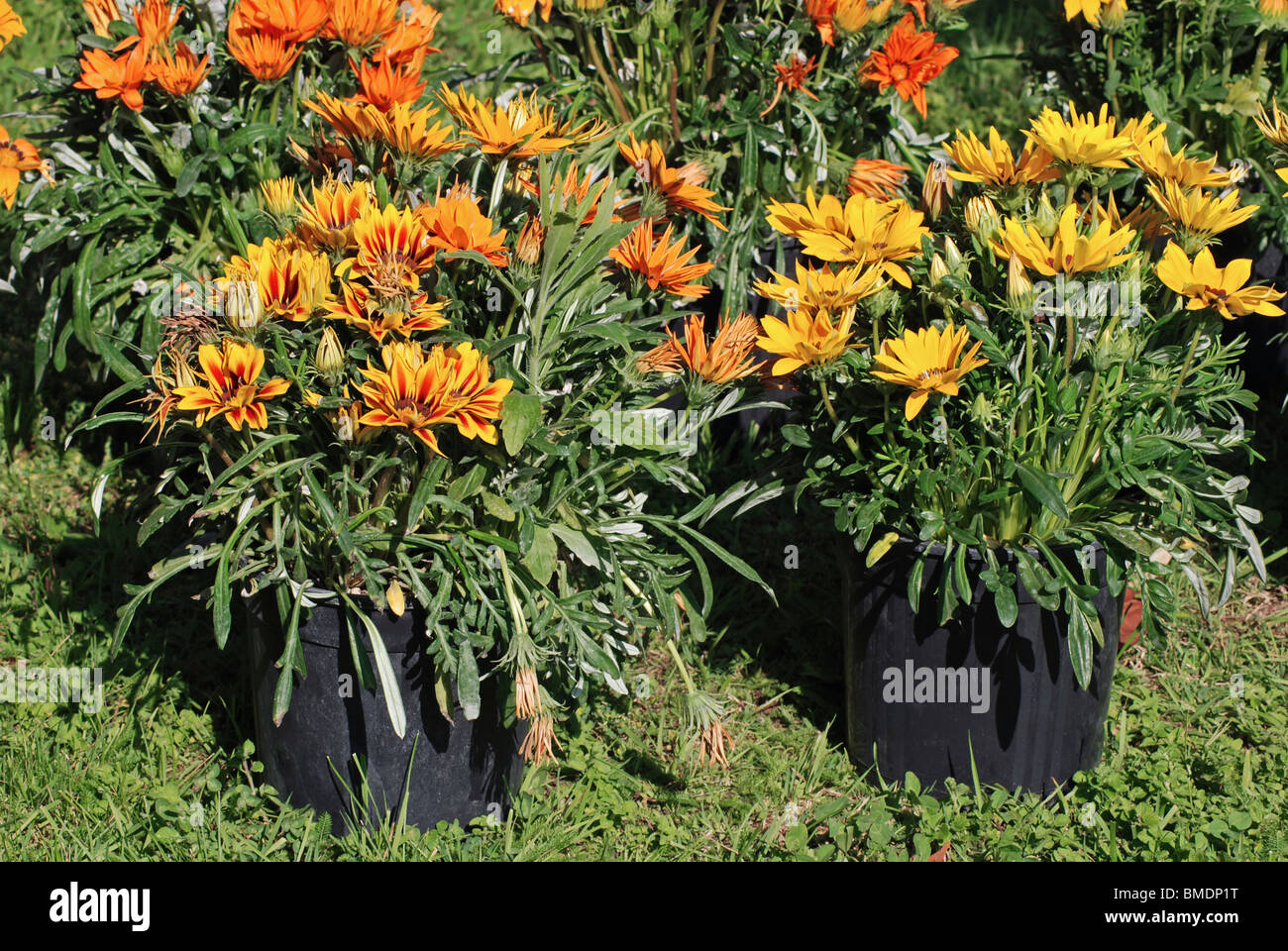 GAZANIA IN POT Stock Photo Alamy