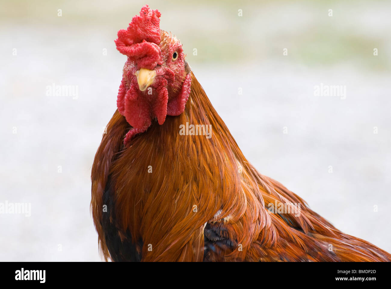 What Is A Male Domestic Fowl Called