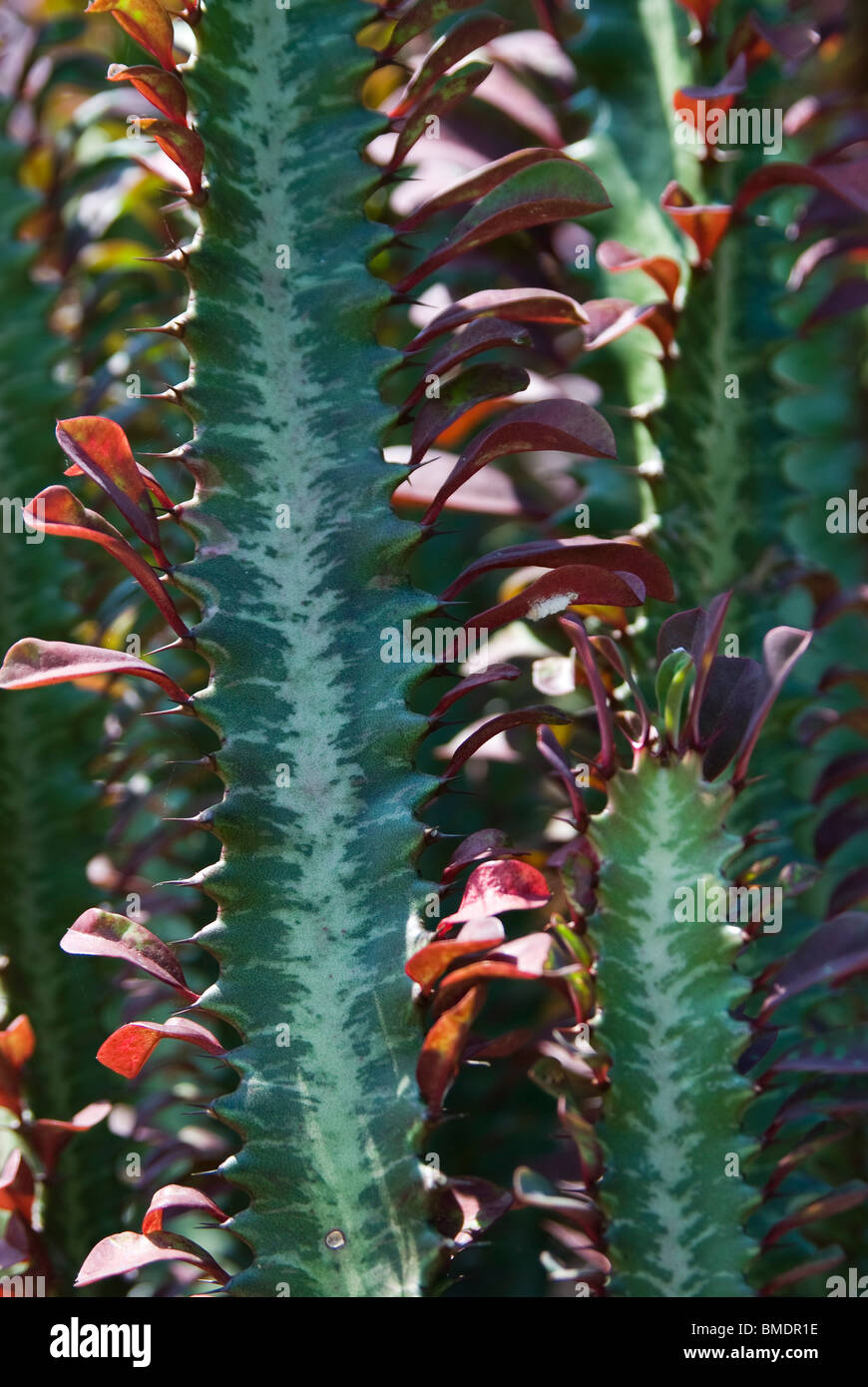 Close-up of Euphorbia Trigona stems Stock Photo