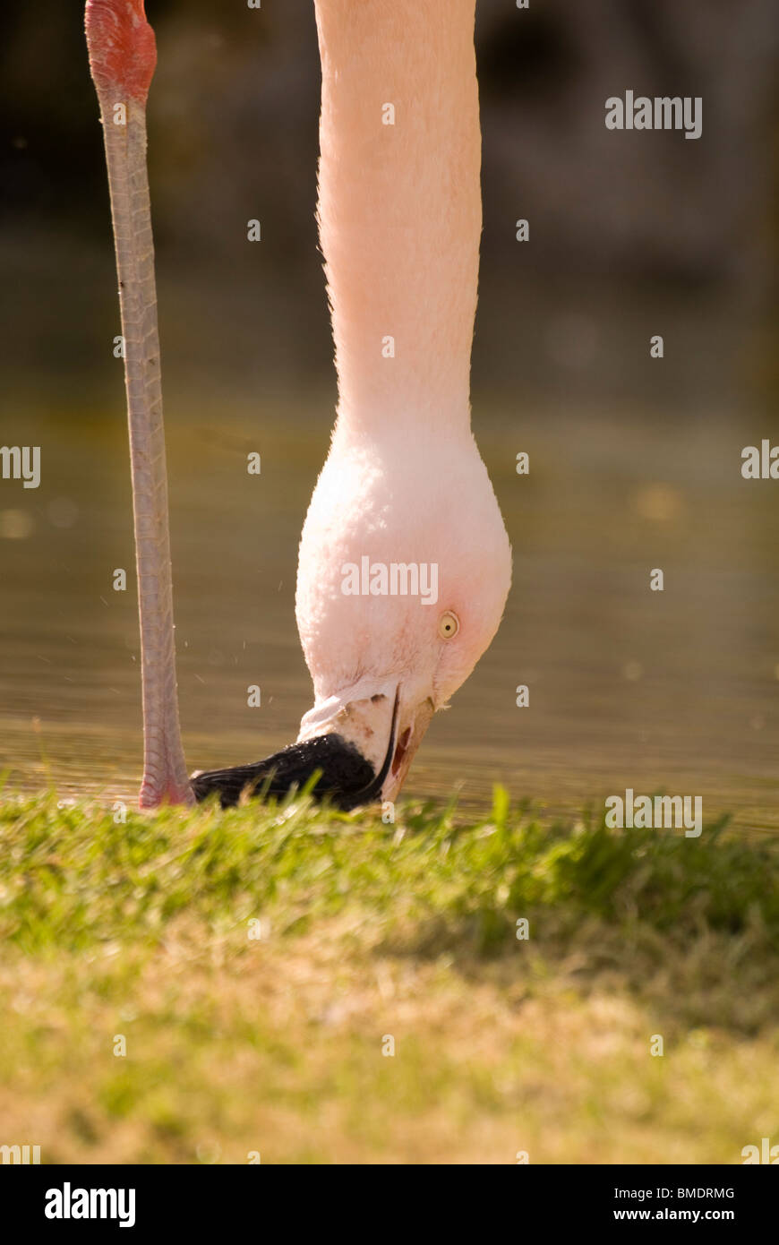 Chilean Flamingo (Phoenicopterus chilensis) filter feeding at Dudley Zoological Gardens Stock Photo