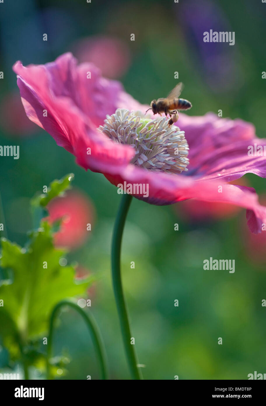 A bee flies through the morning light to land on a pink poppy in a garden. Stock Photo